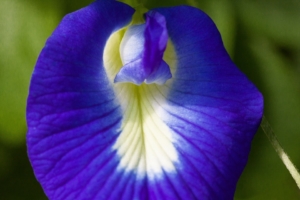 25 amazing things about your clitoris