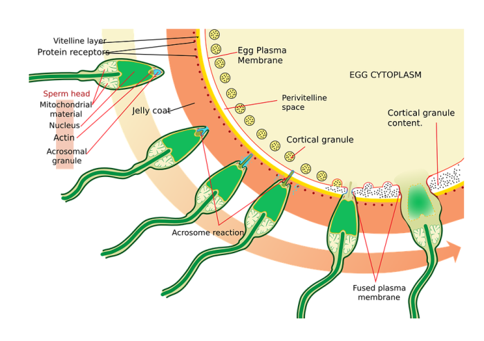 A Velcro-like molecule helps fertilization in humans and worms
