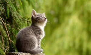 Hypnosis is a state of focused awareness