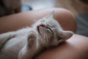 kitten sleeping on bare knees - mindfulness
